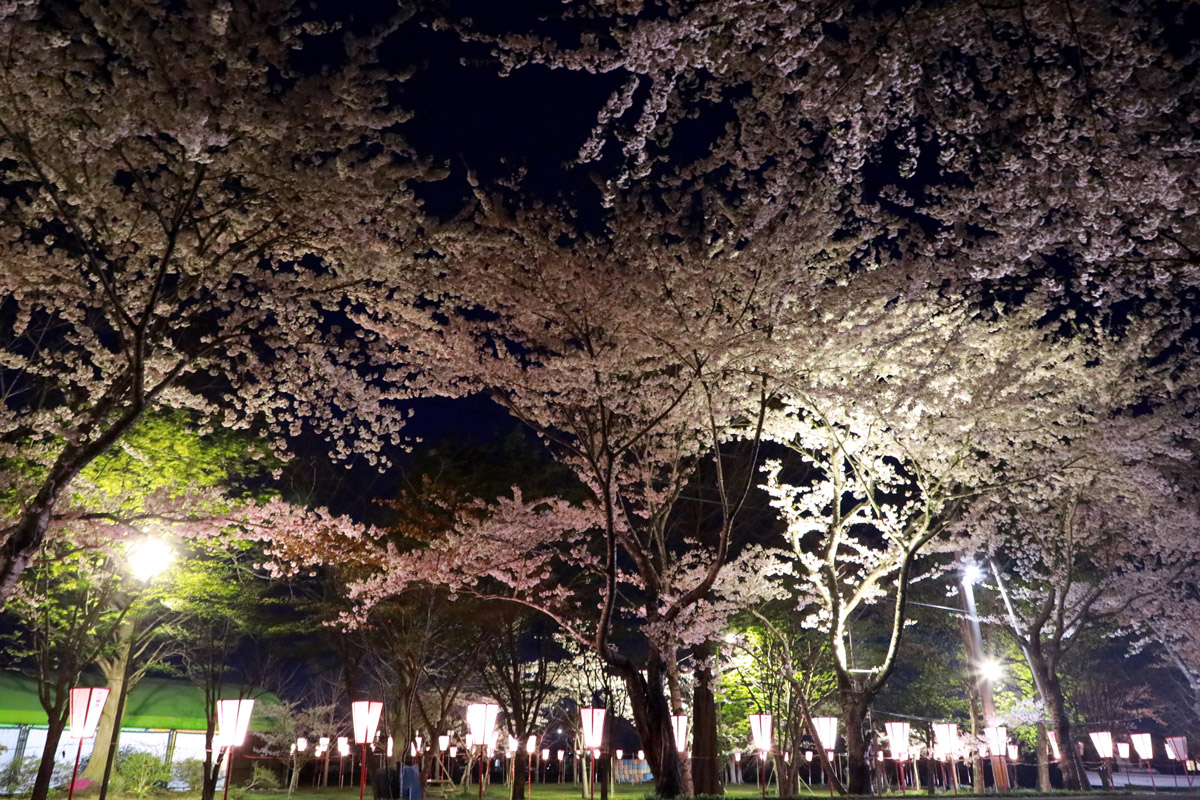 東北町の夜桜ライトアップ